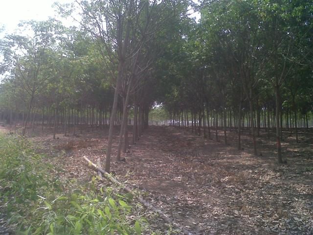 สวนยาง 45ไร่ เอกสารสิทธิ์เป็นนส.3 เป็นสวนยาง36ไร่ ที่ดินเปล่าอีก9ไร่/Sale:Rubber Plantation 45 Rai. Age 7 year