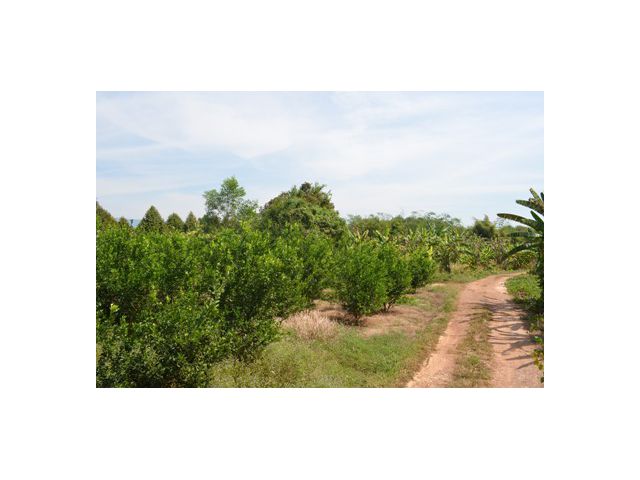 ขายที่ดิน  9 ไร่  พร้อมสวนมะนาว อายุประมาณ 4 ปี ตัดกิ่งพันธุ์ขายได้ทั้งปี ราคาไร่ละ 300,000 บาท