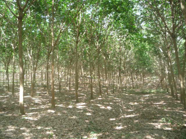 ขายสวนยางพารา อายุ  8-20 ปี พร้อมกรีด และ สวนไม้สักอายุกว่า 12 ปี รวมเนื้อที่ 58 ไร่