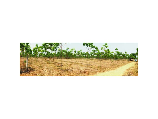 ขายด่วน! ที่ดินราคาถูกพร้อมต้นยางพารา 450 ต้น  เนื้อที่ 4-2-30 ไร่(ไร่ละ 250,000-บาท) ฟรี ! โอน