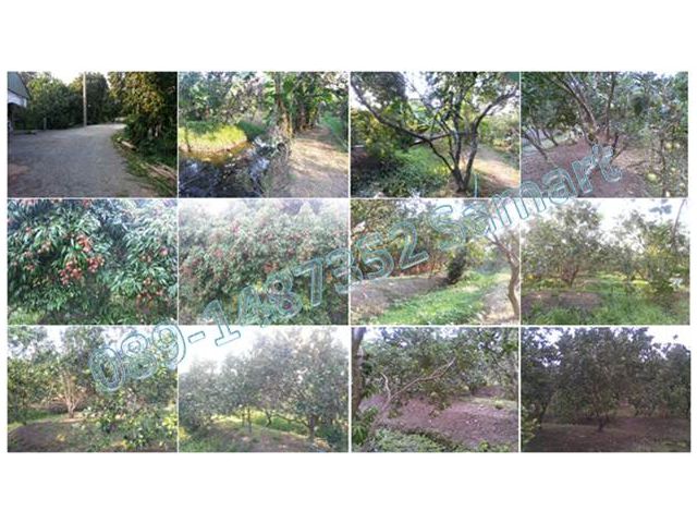 ที่สวนติดลำปะโดง เป็นสวน ส้มโอ ลิ้นจี่ ออกผลผลิตเต็มที่ อยากกินผลไม้ ซื้อเลย ไม่ผิดหวัง