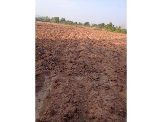 ขายที่ดิน ภทบ.5 31 ไร่ เหมาะปลูกยางพารา ทำการเกษตร