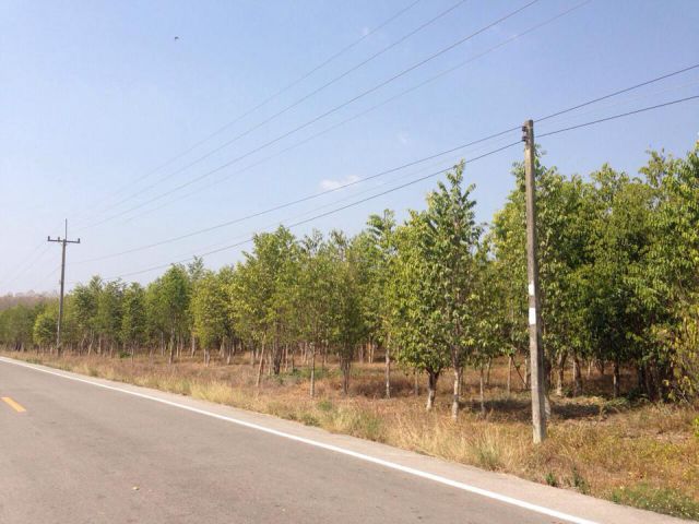 ขายที่ดิน 28 ไร่ (ติดถนนดำ) พร้อมต้นไม้หอมกฤษณา 10,000 ต้น