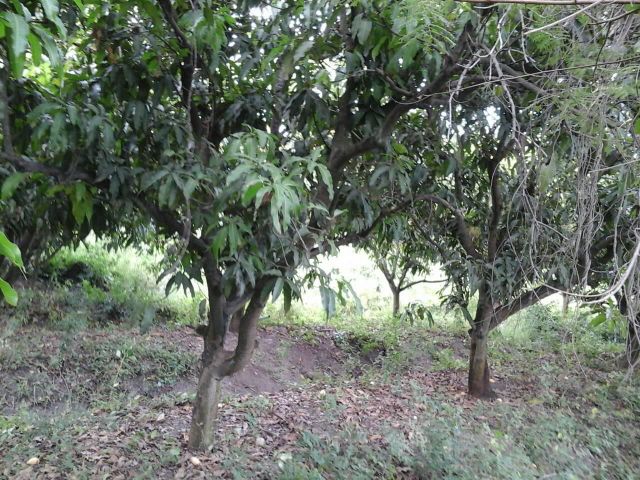 สวนมะม่วง4ไร่50ตรว อยู่ในชุมชนหมู่บ้าน ราคา1,300,000 ต.บ้านโข้ง อ.อู่ทอง จ.สุพรรณบุรี