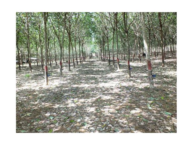 ขายสวนยางพารา 56ไร่ ยางพันธุ์251 จำนวน4,000ต้น กำลังให้ผลผลิตเต็มที่ ราคาถูก