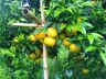 แบ่งขายที่สวน400ไร่พร้อมโฉนด มีส้ม กล้วย มะม่วง ข้าว อื่นๆ มีบ้านทุกอย่างวิวสวยมากทำรีสอร์ตได้ เจ้าของขายเองรับนายหน้าให้3%