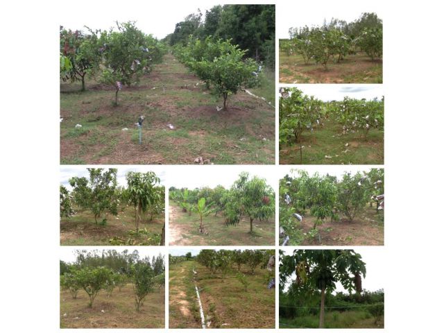 ที่ดินไร่ฝรั่งสวนผสม 12 ไร่ไร่ละ 300,000 บาทติดถนนติดคลอง ในแปลงมีบ้านพัก มะม่วง ขนุน มะพร้าว มะละกอ ส้มโอ ไผ่. ระบบสปริงเกอร์
