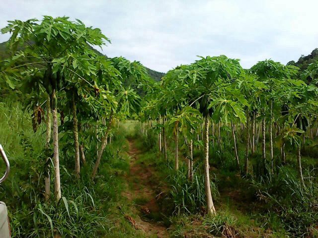 ที่ดินสวยติดภูเขา  11 ไร่ไร่ละ 130,000 บาทในแปลงมีมะละกอ ดินดี ปลูกผักได้