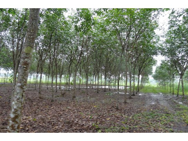 ขายที่ดิน 4 ไร่ พร้อมต้นยาง 4 ปี จำนวน 400 ต้น จันทบุรี