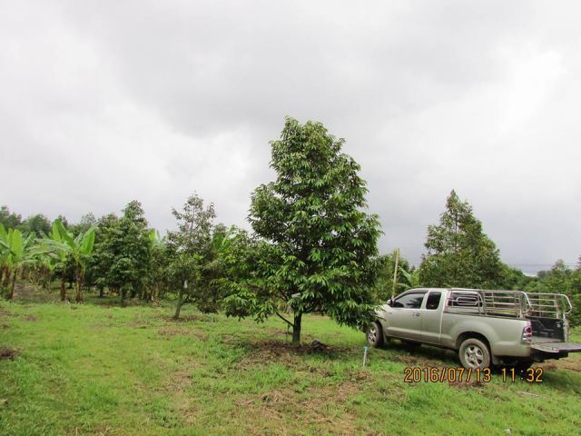 ต้องการขาย สวนผสม 25 ไร่ ในพท.ต.ทุ่งเบญจา อ.ท่าใหม่ จ.จันทบุรี ทุเรียนหมอนทอง 600 ต้น ไม่ผลได้แล้ว ลองกอง 45 ต้น เงาะ 13