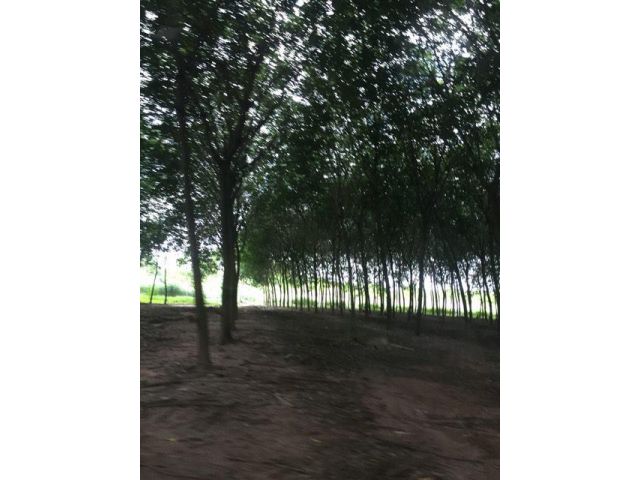 สวนยาง 40ไร่ อ.ปลวกแดง ชลบุรี ซอยวัดหนองบอน ต้นยางสาทารถตัดน้ำยางขายได้เลย ที่สวย สนใจติดต่อ 0868386636