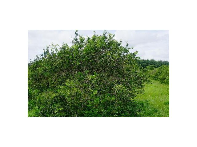 ฿฿฿ ขายสวนเนื้อที่ 122 ไร่ ปลูกส้มเขียวหวาน 1,500 ต้น พร้อมไม้ผลอื่นๆต้นไม้ใหญ่ อ.ภูเพียง จ.น่าน ฿฿฿