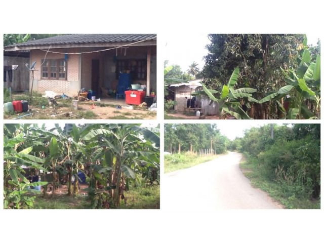 ที่ดินสวนผสมพร้อมบ้าน 1 ไร่ 650,000 บาท ติดถนนลาดยาง เขตชุมชน มีมะม่วง กล้วย ไผ่ ร่มรื่น น่าอยู่