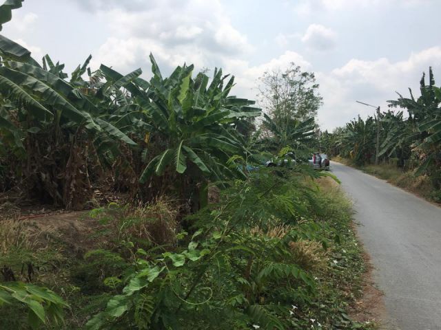 ขายที่ดิน นครปฐม ตาก้อง 1ไร่ เป็นสวนปลูกกล้วย พร้อมเก็บผลผลิต ติดถนนลาดยาง