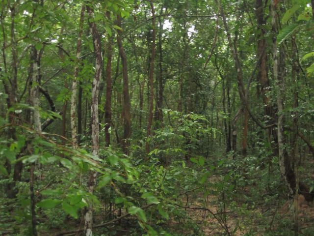 ที่ดินสวนป่า ป่า ป่า เห็ดปลวกหล๊าย..หลาย ต้นไม้เยอะมากยังไม่เคยถากถาง.ต้นประดู่ ต้นแดง ไม่บก ต้นยางนา