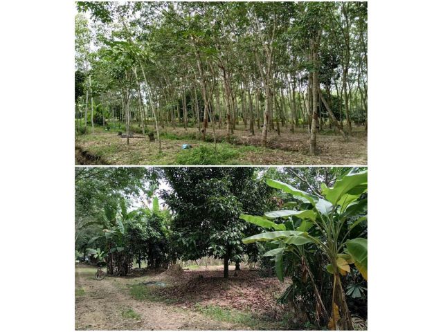 ที่ดิน พร้อมบ้าน-สวนผสม ปาล์ม มังคุด ยาง กล้วย  จังหวัด พัทลุง อ.บางแก้ว ต.โคกสัก  ใกล้ ถนน เพชรเกษม ใกล้ ชลประทานท่าเชื