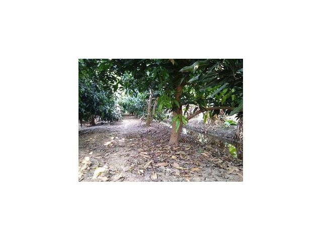 ขายด่วนที่ดินสวยมาก 6 ไร่ เป็นสวนมะม่วง  สวนมะนาว กล้วย (เป็นไร่นาสวนผสม) พร้อมเก็บผลผลิต