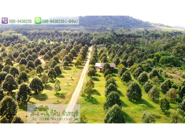 สวนทุเรียนหมอนทอง132ไร่ โฉนด ขาย116ล้าน จันทบุรี