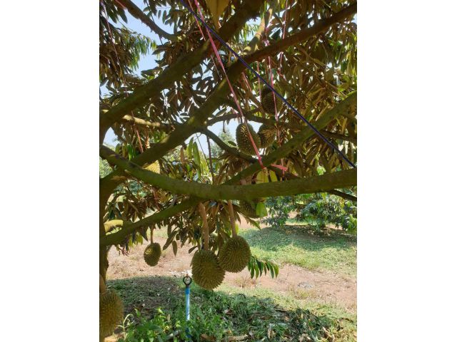 สวนทุเนียนพร้อมบ้านหลังใหญ่