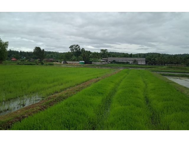 ที่นาห้วยทราย แม่ริม
