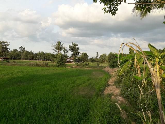ที่นา 13ไร่ (บริการยื่นกู้) น้ำไม่ท่วม ไฟฟ้าผ่าน