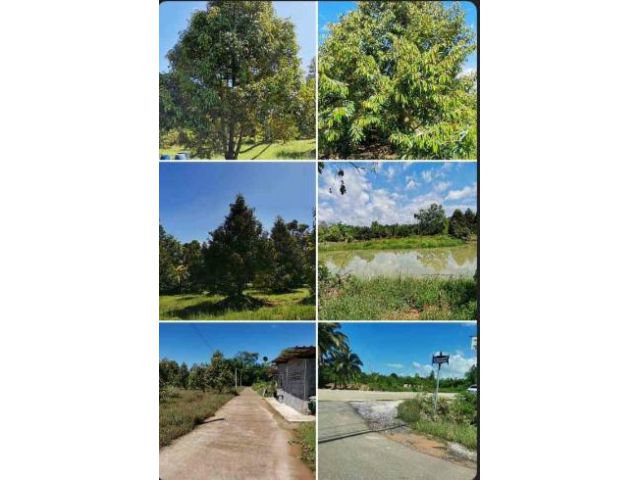 สวนทุเรียนมีผลผลิตแล้วใกล้สุขุมวิท1กม.