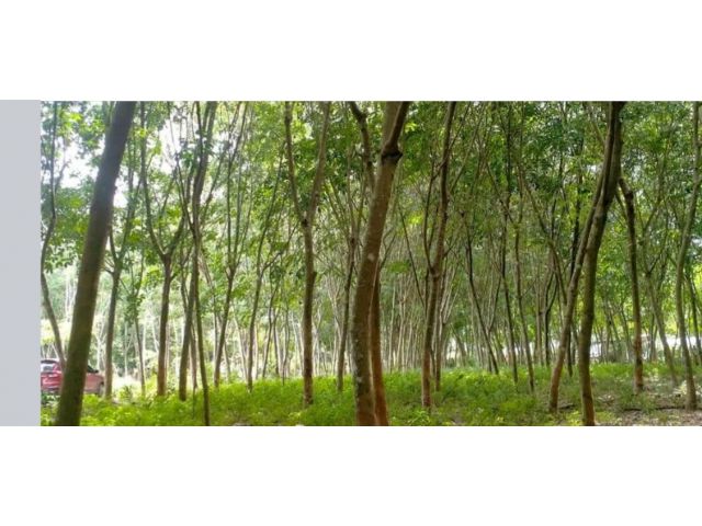 ที่ดินสวนยาง