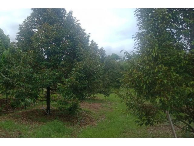 สวนทุเรียนโฉนด ฟรีที่ดินภบท5/6ไร่