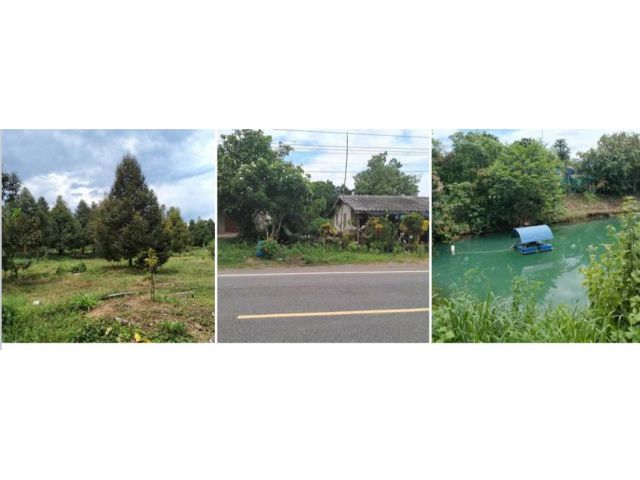 สวนทุเรียนมีผลผลิต ติดถนนลาดยาง