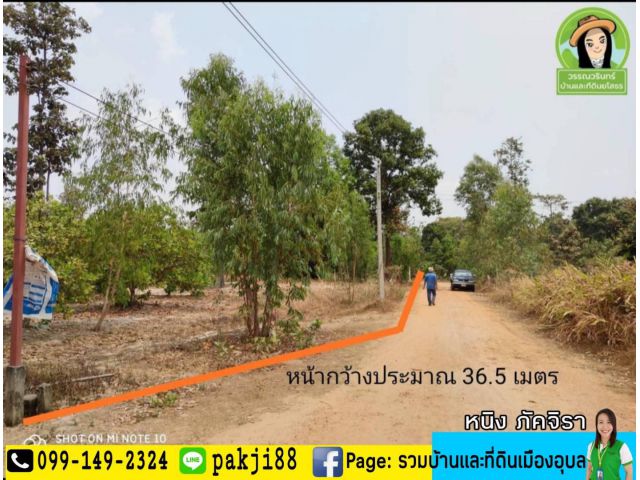 ขายที่ดินสวนมะม่วงหิมะพานต์  ต.แก่งโดม/สว่างวีระวงศ์