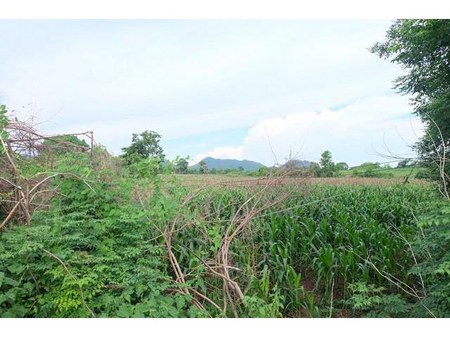 ขายด่วนที่ดิน 25 ไร่ ทำเลดีติดถนน จ.สระบุรี
