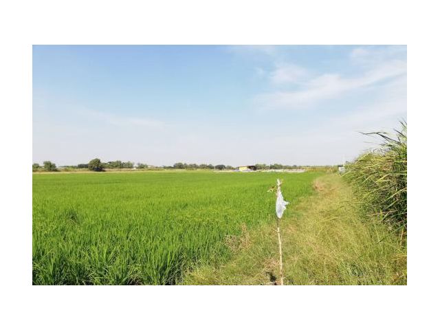 ที่ดิน  ระหว่างมีนบุรีหนองจอก เนื้อที่ 8ไร่ หนองจอก  กรุงเทพฯ