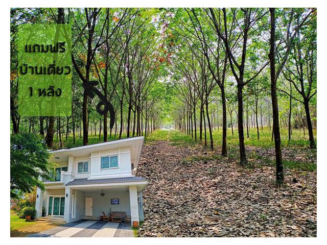 ขายสวนยางพารา แถม บ้านใจกลางเมือง 1 หลัง