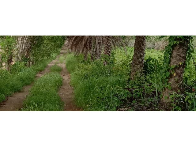 ขายที่ดินเกษตร  9 ไร่ ติดถนนลาดยางชนบท ในชุมชน ในหมู่บ้าน