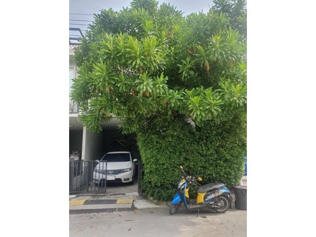 เดอะคัลเลอร์ บางนา ใกล้ อีเกีย เมกะบางนา