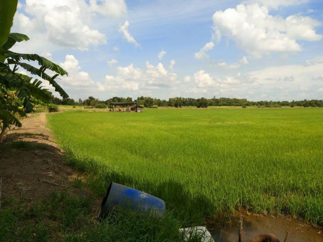 ขาย ที่ดินเปล่า 10 ไร่ จ.ปทุมธานี