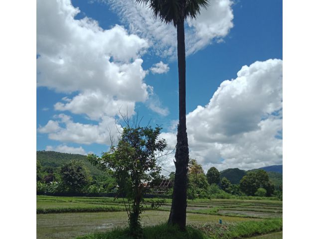 ที่นาติดน้ำ หางดง