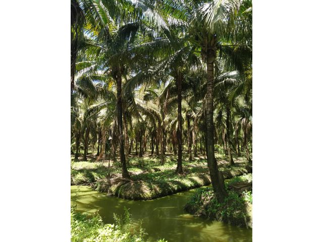 #ที่สวนขายถูก#ขายสวนมะพร้าว 20ไร่ อ.ดำเนินสะดวก จ.ราชบุรี (ที่โฉนดพร้อมโอน)