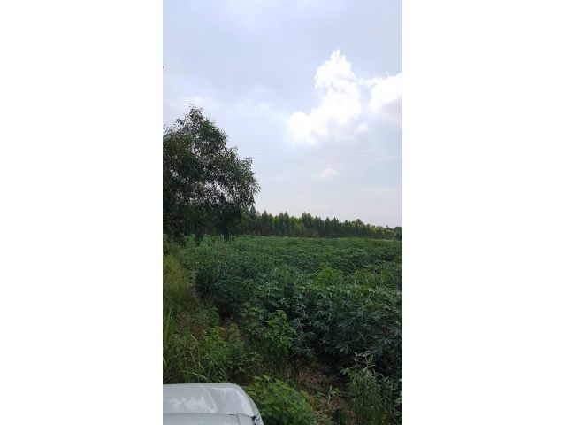 ขายที่ดินราคาถูก เนื้อที่ 22 ไร่ ต.หมอนนาง อ.พนัสนิคม จ.ชลบุรี - ที่ดินแปลงสวยมีทางสาธารณะเข้าถึงใกล้แหล่งชุมชน