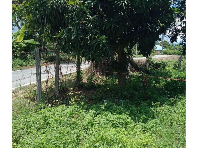 ที่ดินติดถนน หนองแหย่ง อ.สันทราย