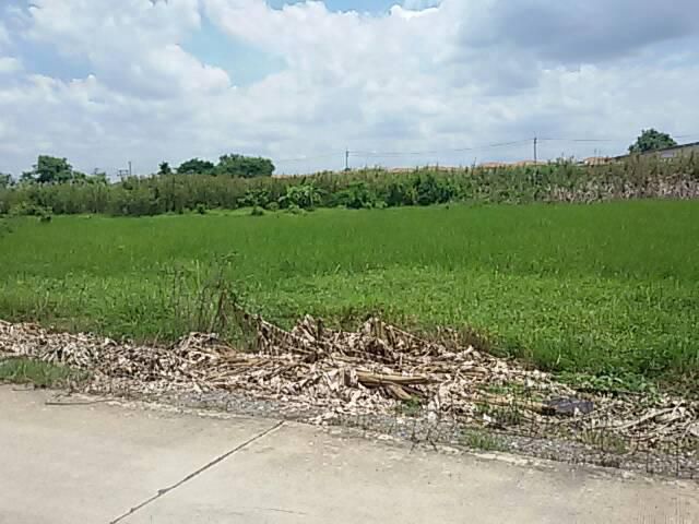 ขายที่ดินบึงคำพร้อย 2 ไร่ครึ่ง ใกล้ดูโฮมและสวนน้ำไทยเวคพาร์ค ลำลูกกา คลอง 6  พิเศษ !! ยกแปลง 13 ล้าน