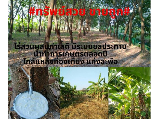 #ที่สวยขายถูก#ขายที่ไร่สวนผสมทำเลดี เนื้อที่ 21 ไร่ อ.พิบูลมังสาหาร จ.อุบลราชธานี เป็นแปลงเกษตรสวนผสม ยกแปลง 5,500,000 บาท