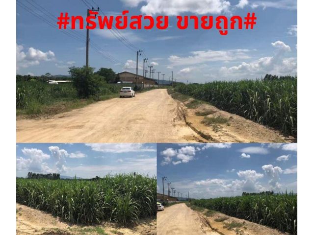 #ที่สวยขายถูก#ขายที่ดินทำเลดี ต.หนองไผ่แก้ว อ.บ้านบึง จ.ชลบุรี ใกล้ถนน 344 เพียง 1.5 กม.เนื้อที่ 32 ไร่ ไร่ละ1,800,000