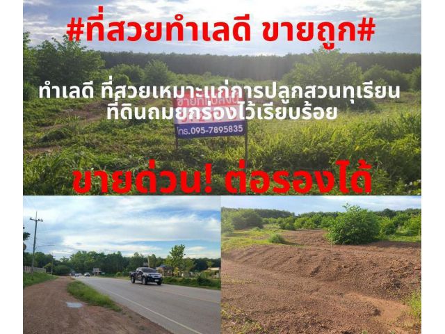 #ที่สวยขายถูก#ขายที่ดินทำเลดี 51-2-11ไร่ ต.กองดิน อ.แกลง จ.ระยอง (โฉนด2แปลง)ไร่ละ 550,000 บาท