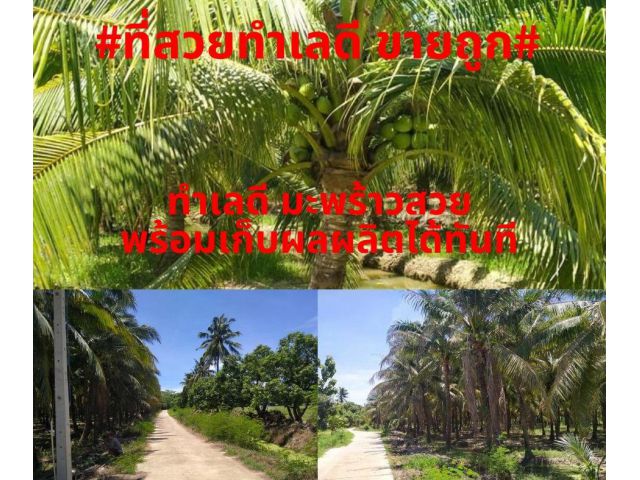 #ทรัพย์สวยขายถูก#ขายสวนมะพร้าว 30ไร่ อ.ดำเนินสะดวก จ.ราชบุรี (โฉนด2แปลงเจ้าของเดียวพร้อมโอน) ไร่ละ 650,000 บาท