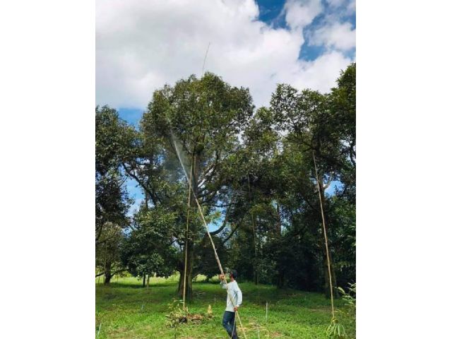 สวนทุเรียน สวนผลไม้ ติดถนนราคาถูก