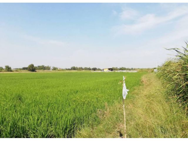ขายที่ดิน ถ.เลียบวารี 59 ระหว่างมีนบุรีหนองจอก 7ไร่