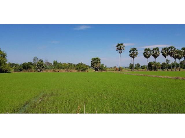 ขายที่ดินทรงสวย ต.พิกุลออก บ้านนา นครนายก