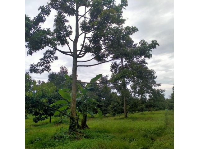 บ้านพร้อมสวนทุเรียนครบวงจรพร้อมผลผลิตติดถนนลาดยาง