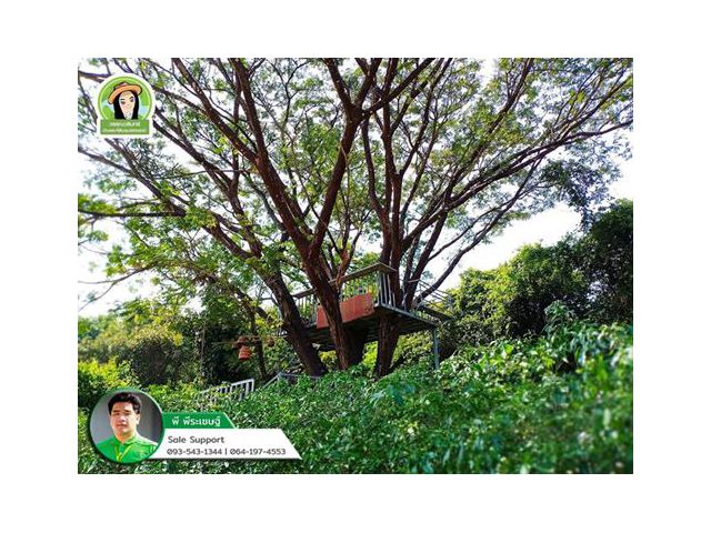 รีสอร์ทพร้อมร้านกาแฟ บ้านหนองตอแก้ว/สไตล์ธรรมชาติ ที่นั่งบนต้นไม้